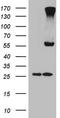 Carboxypeptidase M antibody, TA807284, Origene, Western Blot image 