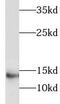 LIM Domain Containing 2 antibody, FNab04779, FineTest, Western Blot image 