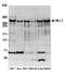 p180 antibody, A700-010, Bethyl Labs, Western Blot image 