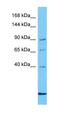 DnaJ Heat Shock Protein Family (Hsp40) Member C6 antibody, orb331435, Biorbyt, Western Blot image 