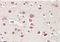 Neurobeachin antibody, orb19390, Biorbyt, Immunohistochemistry paraffin image 