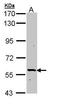 Phospholipase A2 Group III antibody, TA308426, Origene, Western Blot image 