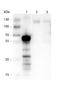 Kinesin Family Member 5B antibody, NBP2-21667, Novus Biologicals, Western Blot image 