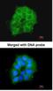 Cytochrome C Oxidase Subunit 7B2 antibody, NBP1-33386, Novus Biologicals, Immunocytochemistry image 