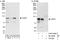 Outer Dense Fiber Of Sperm Tails 2 antibody, A303-546A, Bethyl Labs, Western Blot image 