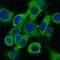 Keratin 18 antibody, M01357-2, Boster Biological Technology, Immunofluorescence image 