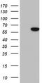 Keratin-7 antibody, TA803027AM, Origene, Western Blot image 