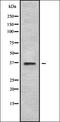 hAG-2 antibody, orb336880, Biorbyt, Western Blot image 