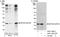 Eukaryotic translation initiation factor 3 subunit K antibody, A301-763A, Bethyl Labs, Western Blot image 
