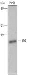 Inhibitor Of DNA Binding 2 antibody, AF4660, R&D Systems, Western Blot image 