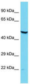 DDB1 And CUL4 Associated Factor 12 Like 2 antibody, TA332260, Origene, Western Blot image 