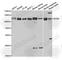 SH2B Adaptor Protein 1 antibody, A5564, ABclonal Technology, Western Blot image 