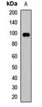 Nuclear Factor Of Activated T Cells 2 antibody, orb412152, Biorbyt, Western Blot image 