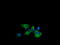 Cancer/Testis Antigen 1B antibody, LS-C338018, Lifespan Biosciences, Immunofluorescence image 