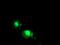 Uncharacterized protein KIAA0495 antibody, MA5-25703, Invitrogen Antibodies, Immunocytochemistry image 