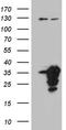 Mediator Complex Subunit 19 antibody, TA810428, Origene, Western Blot image 