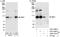 NBS antibody, A301-290A, Bethyl Labs, Immunoprecipitation image 