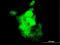 SPARC Related Modular Calcium Binding 1 antibody, H00064093-M03, Novus Biologicals, Immunofluorescence image 