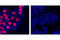 Quiescin Sulfhydryl Oxidase 1 antibody, 5179S, Cell Signaling Technology, Immunofluorescence image 
