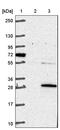 COMM Domain Containing 3 antibody, PA5-57730, Invitrogen Antibodies, Western Blot image 