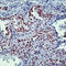 NK2 Homeobox 1 antibody, LS-C88378, Lifespan Biosciences, Immunohistochemistry frozen image 