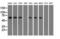 Sorting nexin-9 antibody, LS-C115268, Lifespan Biosciences, Western Blot image 