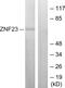 Zinc Finger Protein 23 antibody, GTX87687, GeneTex, Western Blot image 