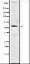 Lactate Dehydrogenase A antibody, orb378154, Biorbyt, Western Blot image 