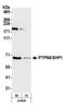 Protein Tyrosine Phosphatase Non-Receptor Type 6 antibody, A304-969A, Bethyl Labs, Western Blot image 