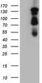 Zinc finger protein GLI1 antibody, TA803803S, Origene, Western Blot image 