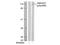 Glutamate Ionotropic Receptor NMDA Type Subunit 1 antibody, AP02396PU-N, Origene, Western Blot image 