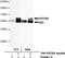 RAD9 Checkpoint Clamp Component A antibody, M04161, Boster Biological Technology, Immunoprecipitation image 