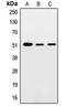 SMAD Family Member 5 antibody, LS-C352477, Lifespan Biosciences, Western Blot image 