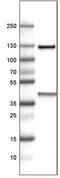 Inter-Alpha-Trypsin Inhibitor Heavy Chain 4 antibody, MA5-24630, Invitrogen Antibodies, Western Blot image 