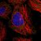 Ubiquitin Like 3 antibody, HPA053772, Atlas Antibodies, Immunofluorescence image 