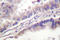 Kinesin-like protein KIF11 antibody, LS-C176538, Lifespan Biosciences, Immunohistochemistry frozen image 