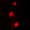 DNA repair protein RAD51 homolog 3 antibody, orb304540, Biorbyt, Immunofluorescence image 
