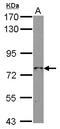 Rho GTPase-activating protein 26 antibody, LS-C155505, Lifespan Biosciences, Western Blot image 