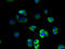 ATP Synthase Membrane Subunit DAPIT antibody, A61690-100, Epigentek, Immunofluorescence image 