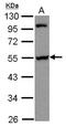 Poly(A) Binding Protein Interacting Protein 1 antibody, LS-C155421, Lifespan Biosciences, Western Blot image 