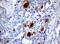 WAP four-disulfide core domain protein 2 antibody, UM800018, Origene, Immunohistochemistry frozen image 