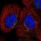 Cytochrome b reductase 1 antibody, NBP2-58323, Novus Biologicals, Immunofluorescence image 