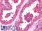 Ribosomal Protein S25 antibody, LS-C211001, Lifespan Biosciences, Immunohistochemistry frozen image 