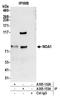 Nitric Oxide Associated 1 antibody, A305-153A, Bethyl Labs, Immunoprecipitation image 