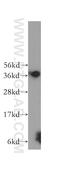 Methylenetetrahydrofolate Dehydrogenase (NADP+ Dependent) 2, Methenyltetrahydrofolate Cyclohydrolase antibody, 12270-1-AP, Proteintech Group, Western Blot image 