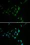 Carnitine O-palmitoyltransferase 2, mitochondrial antibody, LS-C332265, Lifespan Biosciences, Immunofluorescence image 