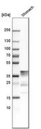 Progastricsin antibody, HPA031718, Atlas Antibodies, Western Blot image 