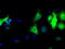 Leukotriene A(4) hydrolase antibody, LS-C114738, Lifespan Biosciences, Immunofluorescence image 