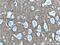 Syntaxin 1B antibody, 66437-1-Ig, Proteintech Group, Immunohistochemistry paraffin image 