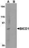 Protein bicaudal D homolog 1 antibody, MBS150672, MyBioSource, Western Blot image 